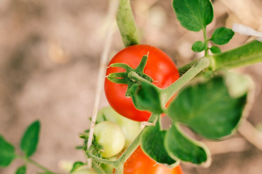 Tomatoes. Farming